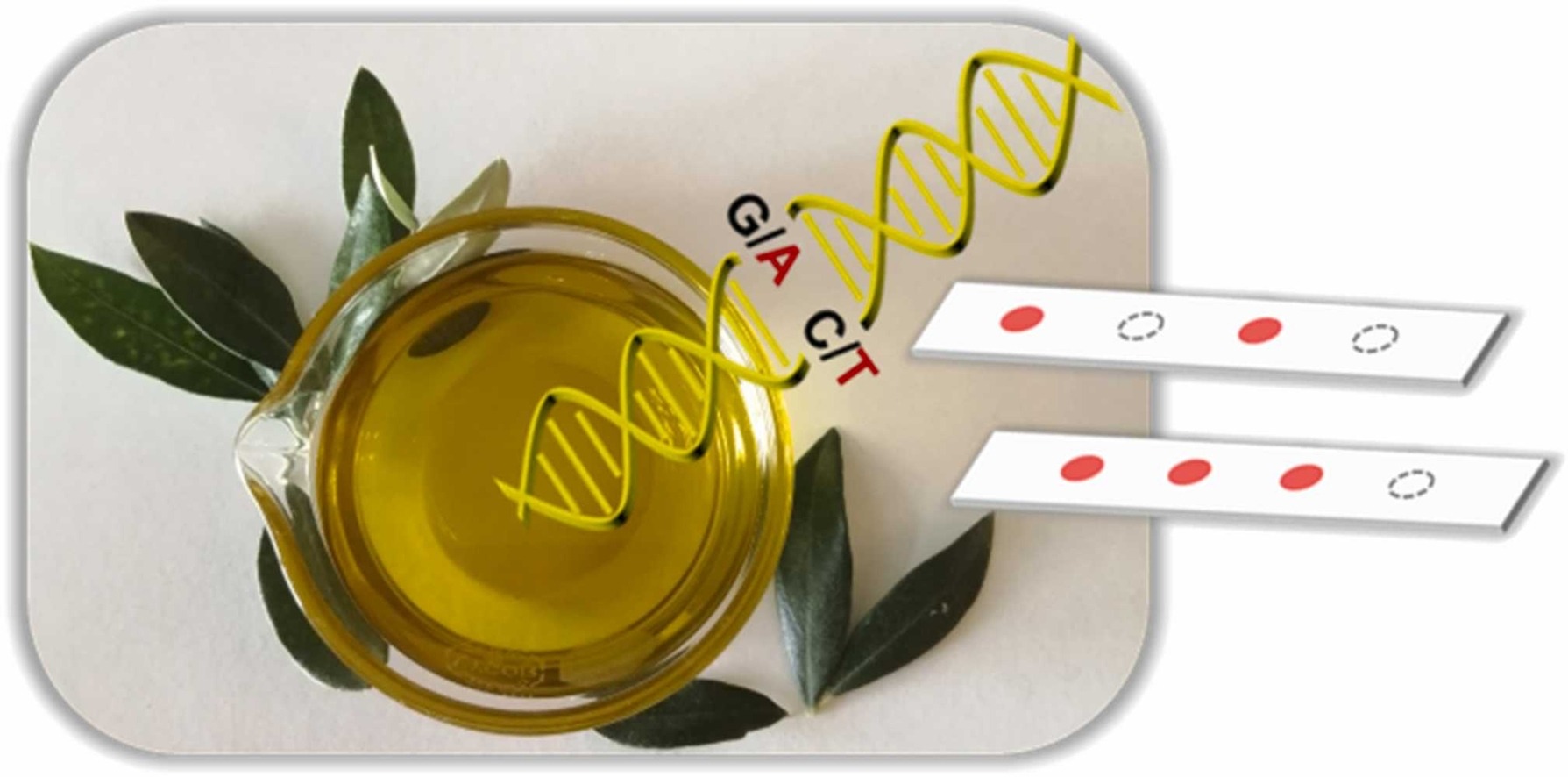 Graphical abstract of the publication entitled  Multiallelic DNA sensors for molecular traceability of olive oil varietal origin   